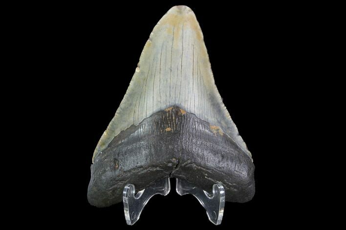 Fossil Megalodon Tooth - North Carolina #101246
